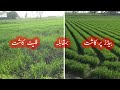 Wheat sowing on raised beds|How to get bumper wheat crop|Comparison wheat planted on beds vs fields
