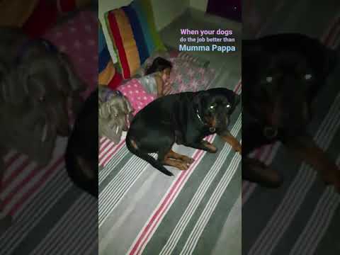 Rottweiler Weimaraner and Baby Sleeping. Sunday Special with Dogs. DhanVi Sleeping with Dogs.