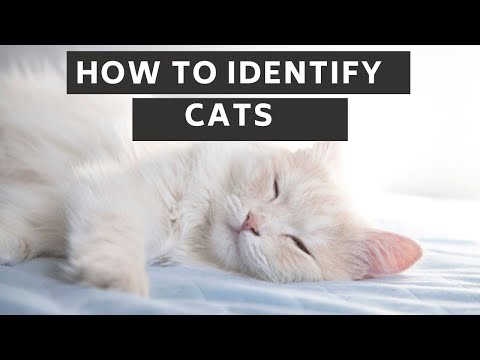 How to identify cats updated 2021 || How to identify cats age
