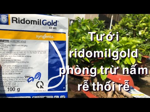 Tưới thuốc ridomilgold sao cho đúng để phòng trừ nấm rễ thối rễ ? 15-2âl nhuần