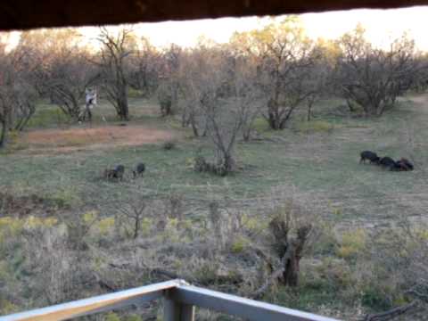 Hog Hunt Wild Hogs My Stand 11-20-2010