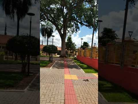 Enorme Pé de Jatoba  na Praça de Sertanópolis-PR