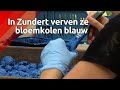 Opmerkelijk: voor het bloemencorso van Zundert worden bloemkolen blauw geverfd