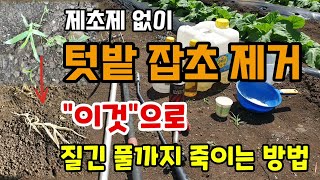 제초제 없이 텃밭 잡초 제거하는 방법 4가지 "이것"으로 질긴 풀까지 쉽게 죽여요