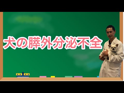 犬の膵外分泌不全 - 症状と治療