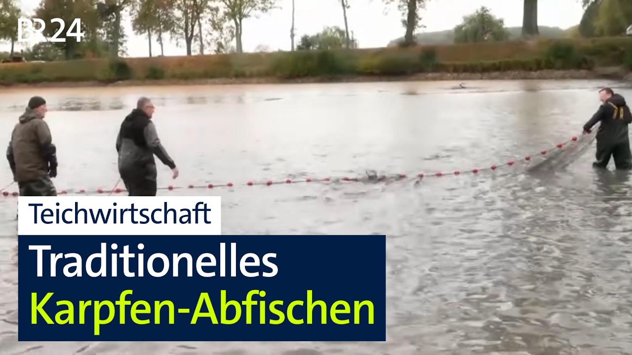 Abfischen: Wie war die Karpfensaison in Triesdorf? | BR24