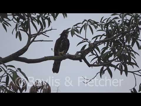 Oriental Honey Buzzard, Malaysia. 20210312_082037.uhd