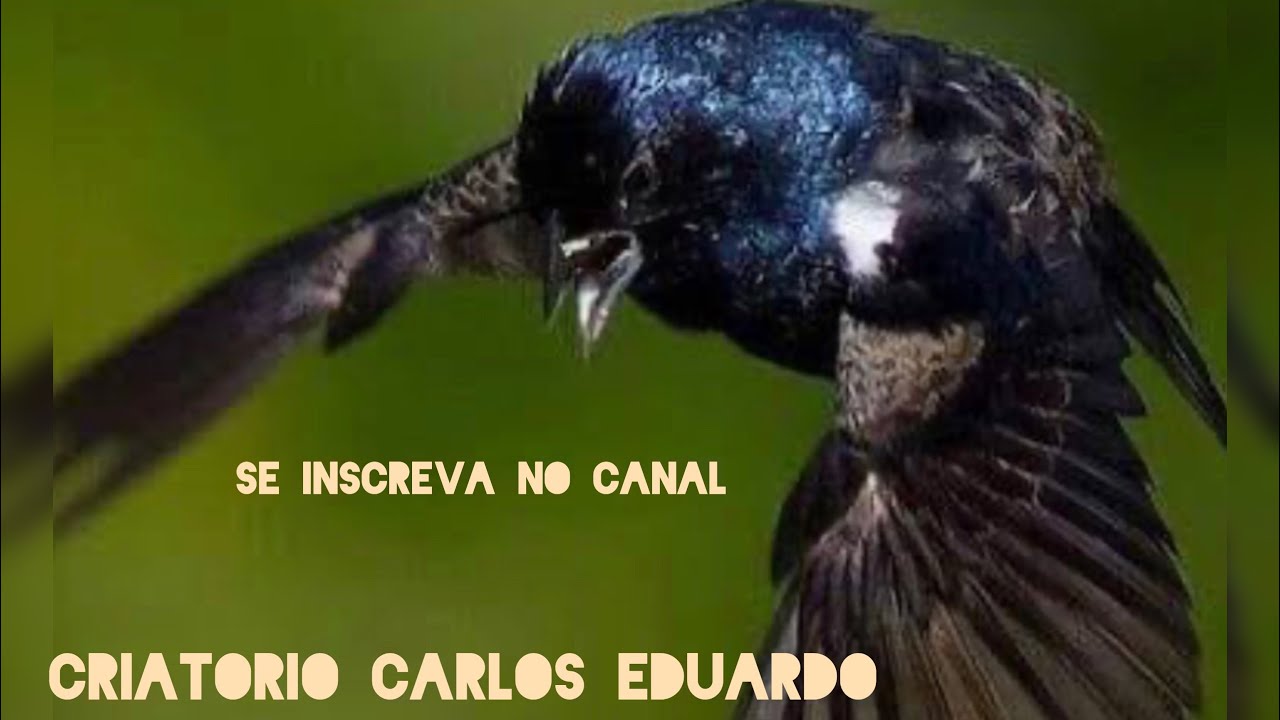 OO CANTO DE TIZIU CAMPAINHA PERFEITO ( PARA FILHOTES)