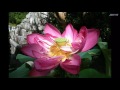 Margazhi Poove Instrumental
