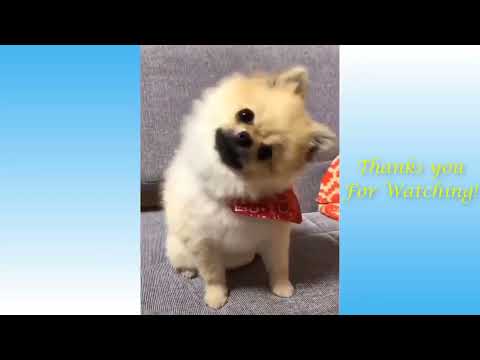 Top Funny Cats and Dogs