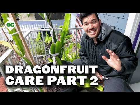 How to Grow Dragon Fruit Part 1 Soil Sun Water Containers and Fertilizing