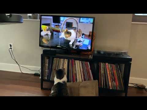 Papa finally lets TJ watch footage of himself playing with the kitchen sink