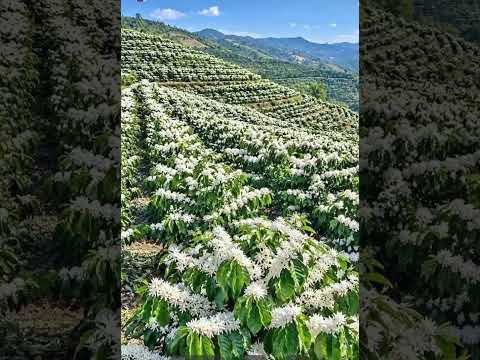 como está a lavoura na Iúna espírito santo 🍃