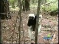 Zoboomafoo Intro W Lyrics