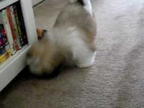 Princey's first hair cut