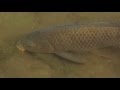 Big fish in a little pond