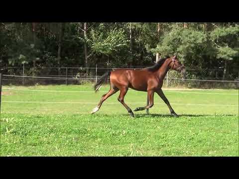 NR. 18 KOMANDO SIMONI (Orlando Vici/Komedi)