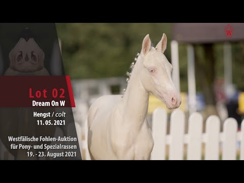 Fohlen-Auktion Lot 2 Dream On W Hengst v. Weidners Dream Date - Steendieks Corlandos