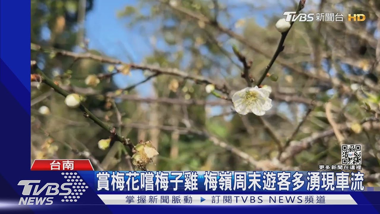賞梅花呷梅子雞正是時候！往梅嶺周末車多　早出門避開塞車