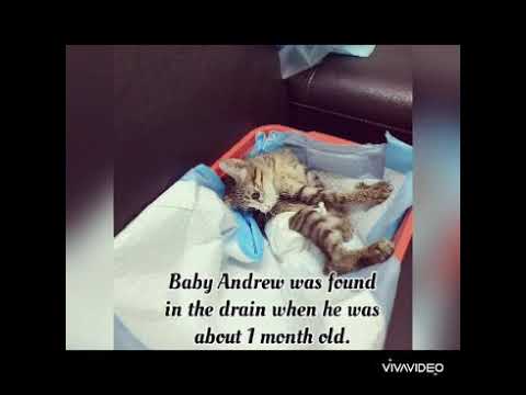 Baby Andrew's Improvement.