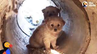 Scared Puppies Rescued from a Pipe | The Dodo