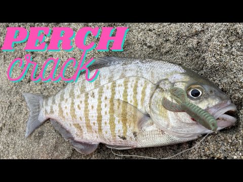 Berkley Sandworm vs. Crawdad. New Perch Candy?