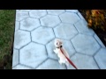 French bulldog puppy first walk on leash 