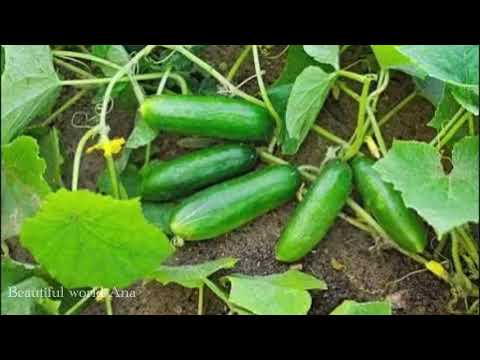 Green cucumber plant in the garden.