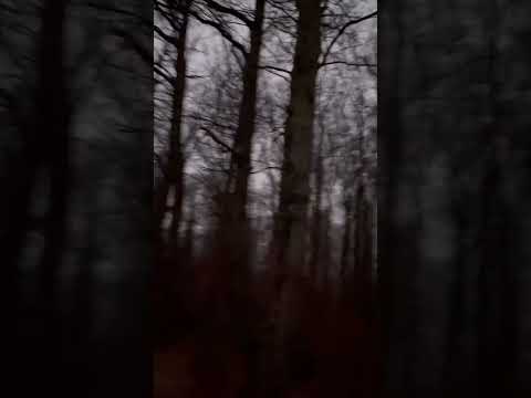 I love the Forrest and you ? #forest #dark #darkaesthetic