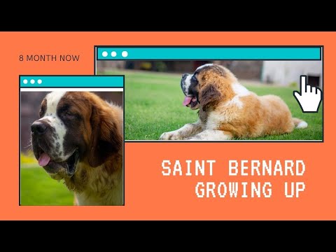 Saint Bernard puppy growing up Bruno