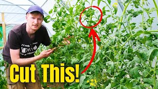 Stop Making These Tomato Pruning Mistakes!
