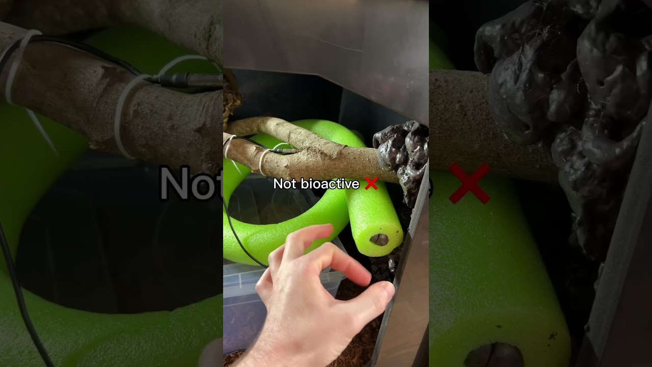 Bioactive enclosure for Boa— is it possible?