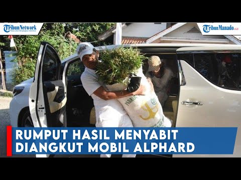 Bukan Orang Tajir, Rumput Hasil Menyabit Pria Purwakarta Diangkut Mobil Alphard dan Ini Faktanya