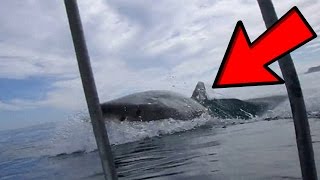 Great White Shark Almost Eats Man While He Was Filming