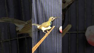 Download lagu Sogok ontong isian mp3 Download lagu Sogok ontong isian mp3