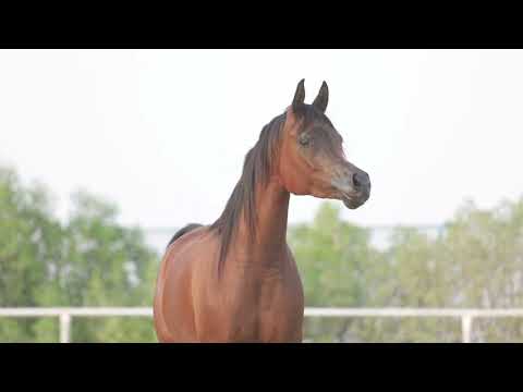 D DAWALY | Dubai Stud Auction 2022