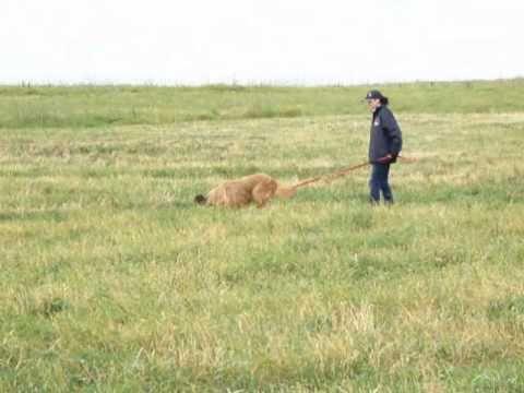 Briard Monika training tracking 25.09.2010