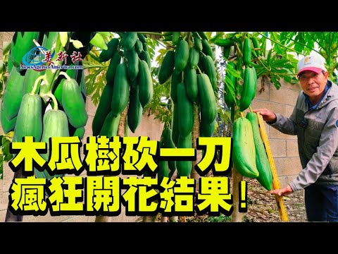 木瓜樹砍一刀，瘋狂開花結果！