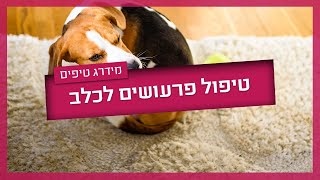 חומר נגד פרעושים לכלבים - כל מה שצריך לדעת
