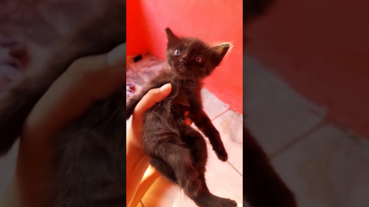 Gato raça SRD-ViraLata idade Abaixo de 2 meses nome Sem nome