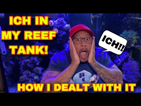 ICH IN MY REEF TANK!!! ***HOW I DEALT WITH IT***