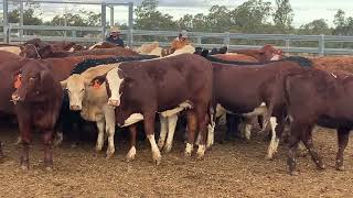 Dulacca PTIC heifers 2