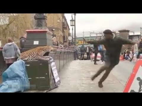 Best Funny Leopard Prank in Public in London | Funny Pranks 2017 | Try Not To Laugh