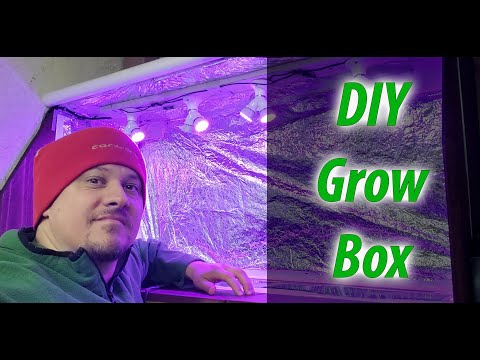 Growing Indoor Ginger Sprouted From Store Bought 2020