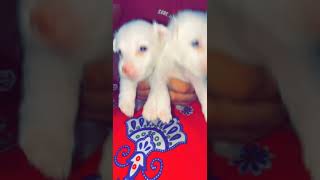Other Puppies Videos