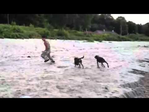 Sulayman vs 2 dobermans - OFFICIALfighterMAN