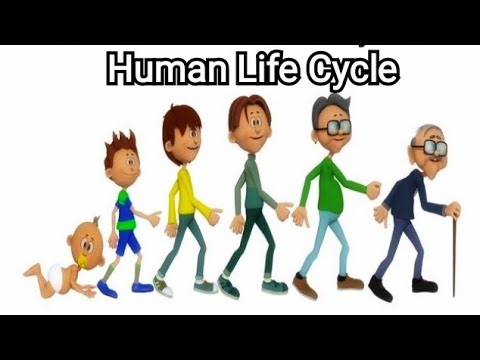 HUMAN LIFE CYCLE