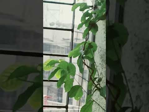 #plants #flowers this is not iPhone