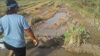 FORAGING FOR FOOD IN THAILAND Hunter Gatherer in Asia FREE THAI FOOD