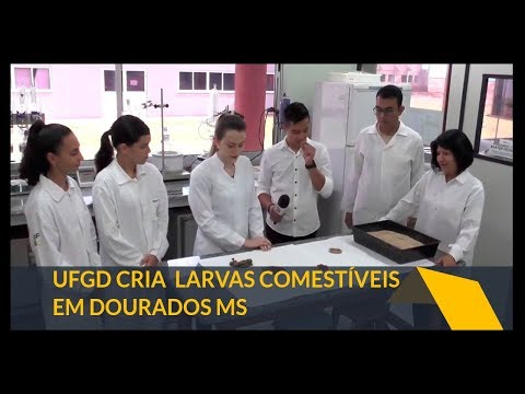 Boa Vida - UFGD cria larvas comestíveis em Dourados MS